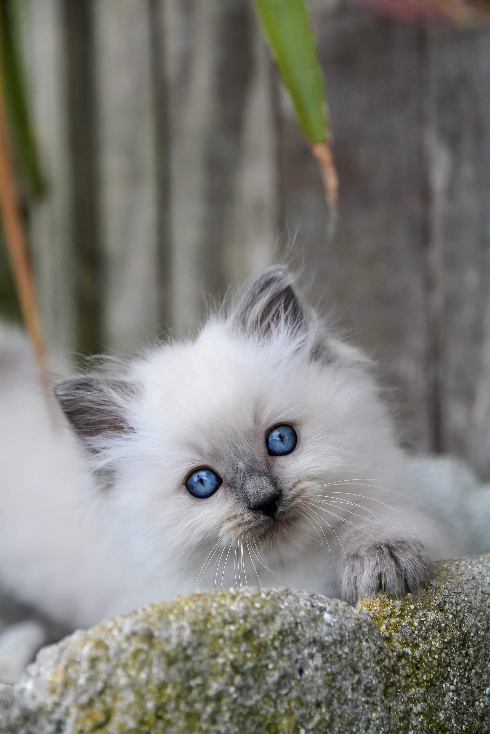 Kittens Truly Scrumptious Ragdoll Kittens